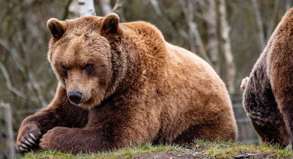 Close up grande urso marrom na floresta de primavera — Fotografia de Stock