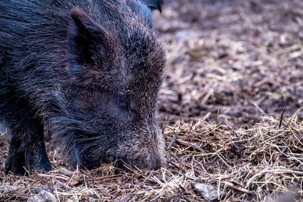 Ormanda aç yaban domuzu otluyor.