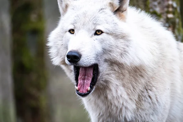 Detailní záběr dospělého bílého vlka potulujícího se lesem — Stock fotografie