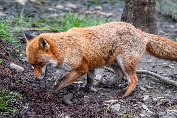 Uma magnífica raposa vermelha selvagem, vulpes vulpes, na floresta de primavera — Fotografia de Stock