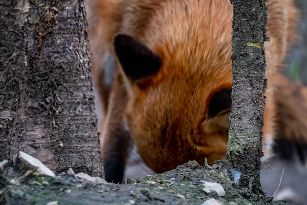 一只华丽的野生红狐，秃鹰，在春天的森林里 — 图库照片
