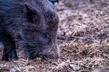 Ormanda aç yaban domuzu otluyor.