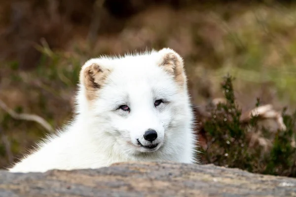Beyaz kutup tilkisi vahşi doğada dinleniyor. — Stok fotoğraf