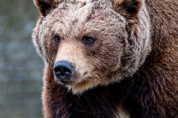 Cerca de oso marrón grande en el bosque de primavera — Foto de Stock