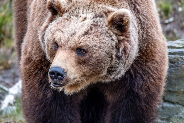 Close-up van de grote bruine beer in voorjaar bos — Stockfoto