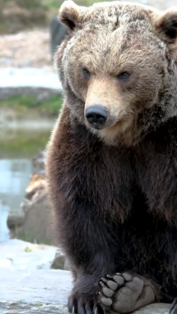 Chiudere grande orso bruno nella foresta primaverile — Video Stock