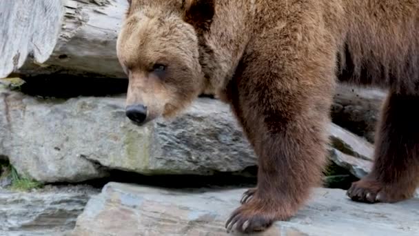 Detailní záběr velký medvěd hnědý v lese na jaře — Stock video