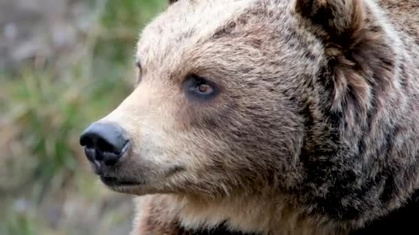 Tutup beruang cokelat besar di hutan musim semi — Stok Video