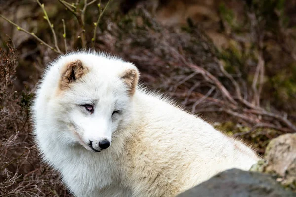白狐在荒野中休息 — 图库照片