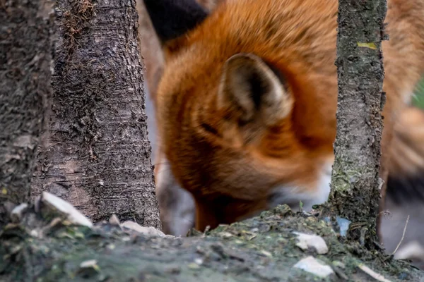 Muhteşem bir kızıl tilki, Vulpes vulpes, bahar ormanında — Stok fotoğraf