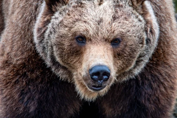 Gros plan gros ours brun dans la forêt printanière — Photo