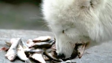 Beyaz kutup tilkisi kayadan balık yiyor.