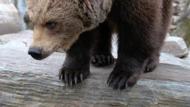 Close up grande urso marrom na floresta de primavera — Vídeo de Stock