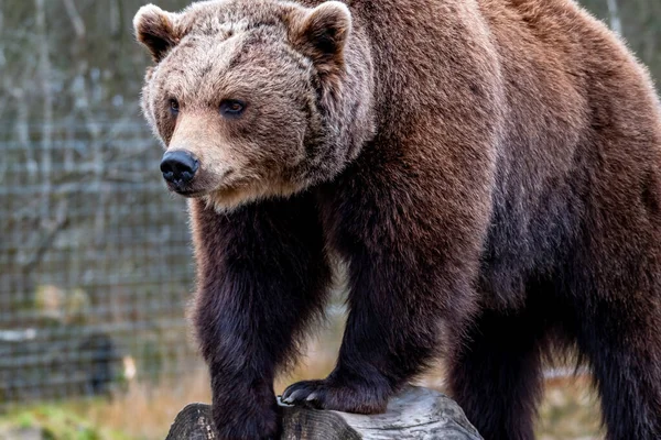 Detailní záběr velký medvěd hnědý v lese na jaře — Stock fotografie