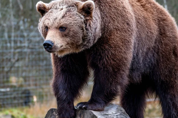 Cerca de oso marrón grande en el bosque de primavera — Foto de Stock