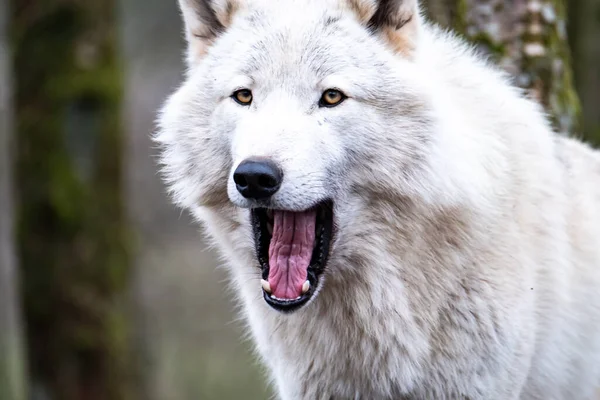 Close up of an adult white wolve roaming in the forest — Stock Photo, Image