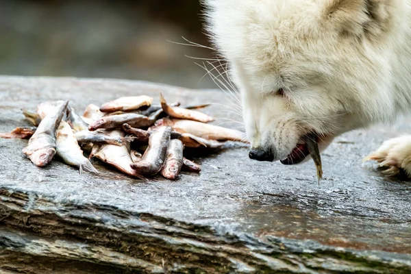 Beyaz kutup tilkisi taştan balık yiyor. — Stok fotoğraf