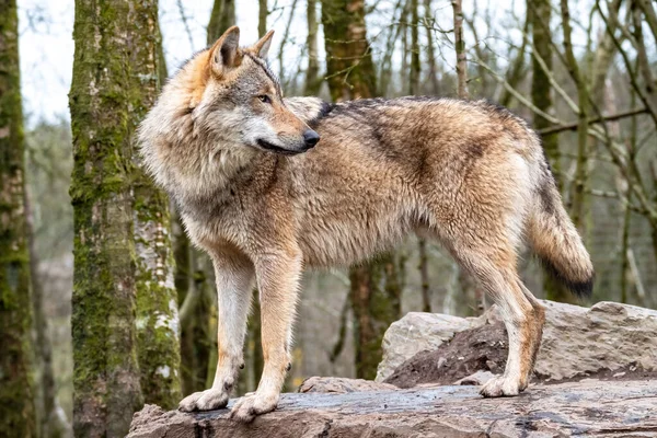 一只成年狼在森林里游荡的特写镜头 — 图库照片