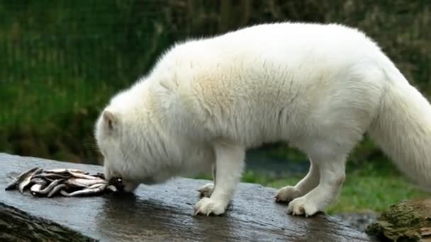 White arctic fox eating fish from a rock — Stock Video