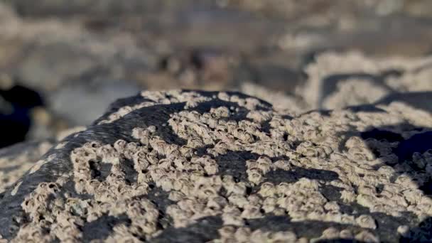 Barnacles, Semibalanus dengeleri, İrlanda kıyılarındaki kayalar üzerinde — Stok video