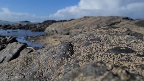 Barnacles, Semibalanus balanoides, på klippor vid Irlands kust — Stockvideo