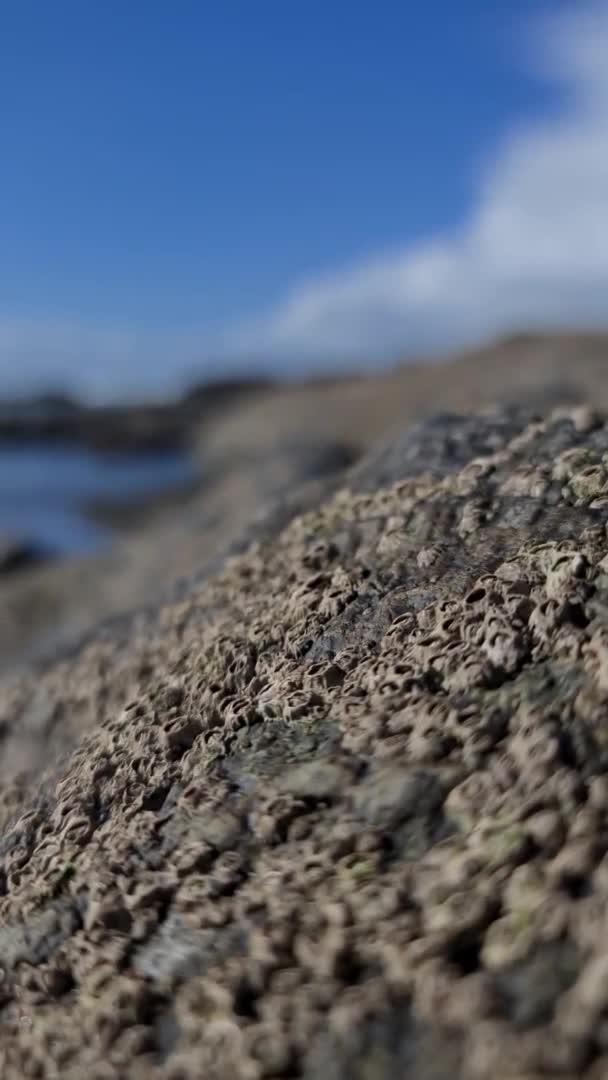 Barnacles , Semibalanus balanoides, on rocks at the coast of Ireland — стоковое видео