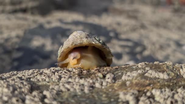 A közönséges csiga, Patella vulgata, tengeri puhatestű, egy vízi csiga, szokatlanul erős fogakkal.. — Stock videók