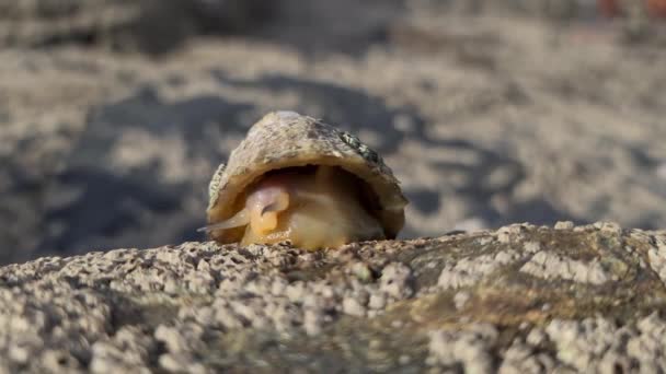 一般的なリペットであるパテラ・ヴァルガタ海軟体動物は、異常なほど強い歯を持つ水棲カタツムリです。. — ストック動画