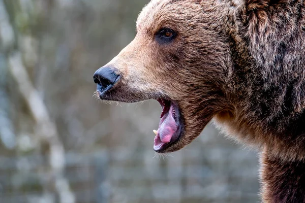 Close-up van de grote bruine beer in voorjaar bos — Stockfoto