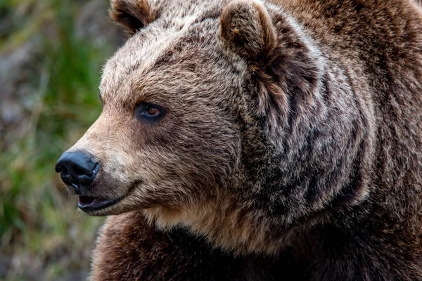 Cerca de oso marrón grande en el bosque de primavera — Foto de Stock
