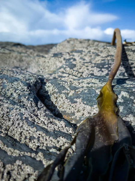 Barnacles , Semibalanus balanoides, on rocks at the coast of Ireland — Stock Photo, Image