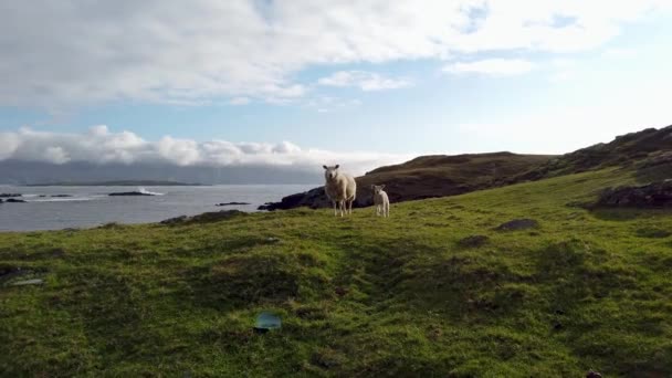 Овцы, стоящие на прекрасных берегах Давроса в графстве Донегал - Ирландия — стоковое видео