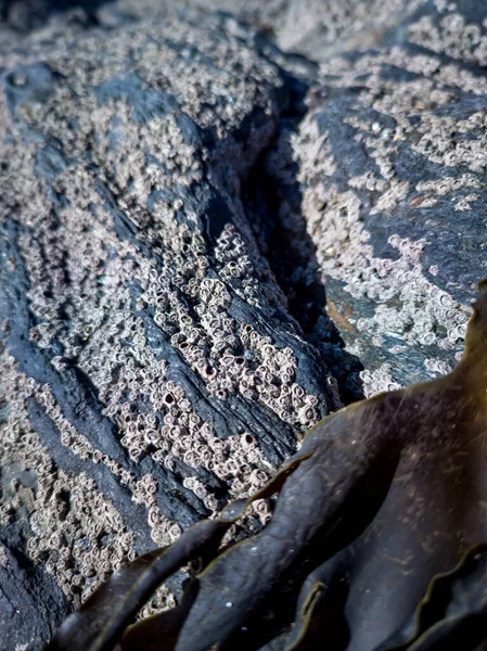 Barnacles , Semibalanus balanoides, on rocks at the coast of Ireland — стокове фото