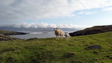 Donegal, İrlanda 'da Dawros' un güzel kıyılarında duran koyunlar.