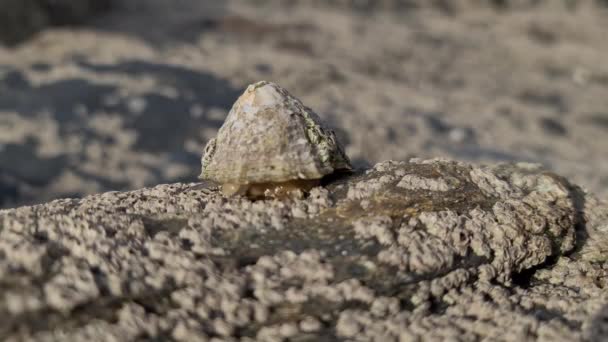 The Common Limpet, Patella vulgata, Sea Mollusc, jest ślimak wodny z niezwykle silnymi zębami. — Wideo stockowe
