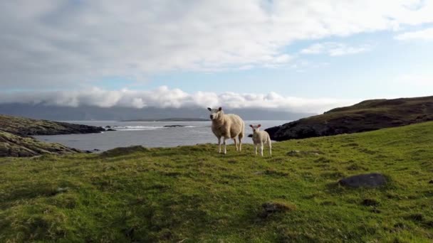 Овцы, стоящие на прекрасных берегах Давроса в графстве Донегал - Ирландия — стоковое видео