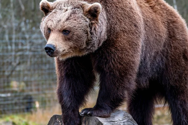 Cerca de oso marrón grande en el bosque de primavera — Foto de Stock