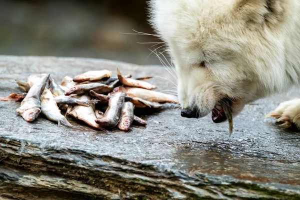 Beyaz kutup tilkisi taştan balık yiyor. — Stok fotoğraf