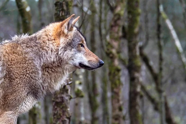 一只成年狼在森林里游荡的特写镜头 — 图库照片