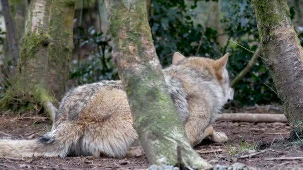 Dorosły wilk chowa się za drzewami w lesie. — Wideo stockowe