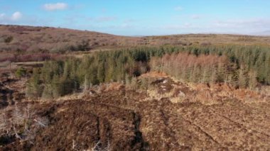 Ormanların yeniden ağaçlandırılması İrlanda Donegal 'deki Bonny Glen' de devam ediyor.