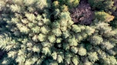 Donegal, İrlanda 'da bir peatbataklıktaki orman manzarası.