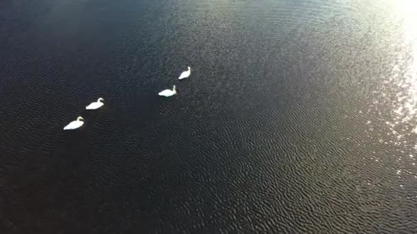 Vista Aérea Cisnes Lago Pantano Turba Condado Donegal Irlanda — Vídeo de stock