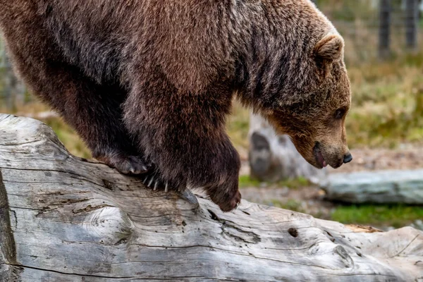 Cerca Oso Marrón Grande Bosque Primavera — Foto de Stock