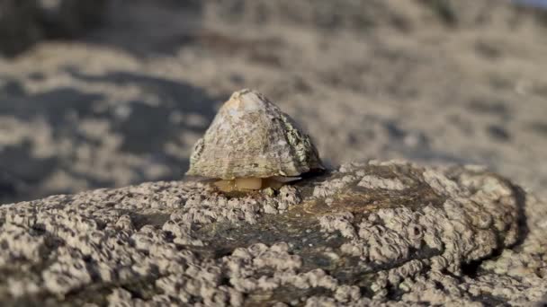 Limpetten Patella Vulgata Sea Mollusc Akvatisk Snigel Med Ovanligt Starka — Stockvideo