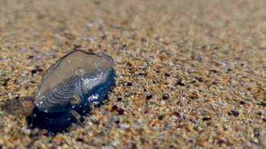 Rüzgâr denizcisi Velella Velella, İrlanda 'nın Narin Sahili' nde kıyıya vurdu..