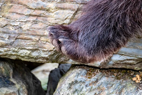 Zamknij Duży Niedźwiedź Brunatny Łapa Wiosenny Las — Zdjęcie stockowe