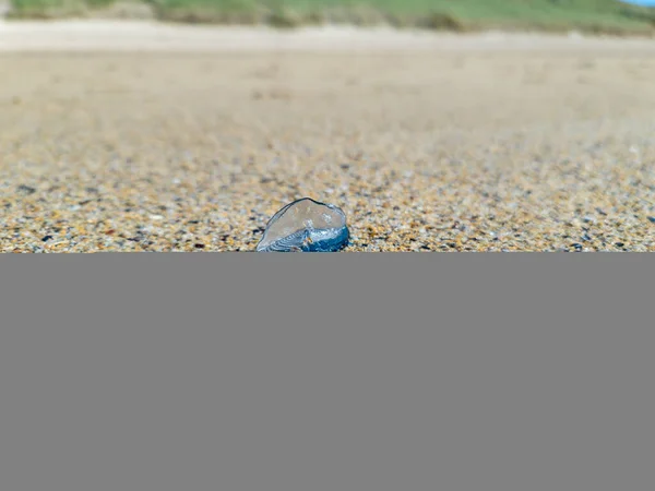 Przez Wiatr Żeglarz Velella Velella Wyrzucony Narin Beach County Donegal — Zdjęcie stockowe