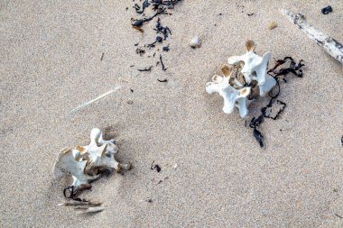 İrlanda 'da kumlu sahilde yatan koyun omurgası.