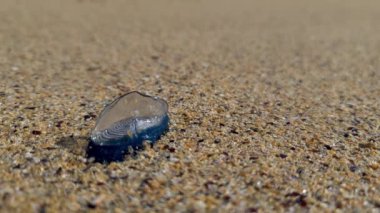 Rüzgâr denizcisi Velella Velella, İrlanda 'nın Narin Sahili' nde kıyıya vurdu..